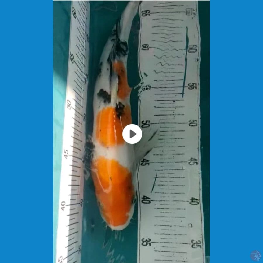 sanke 35cm