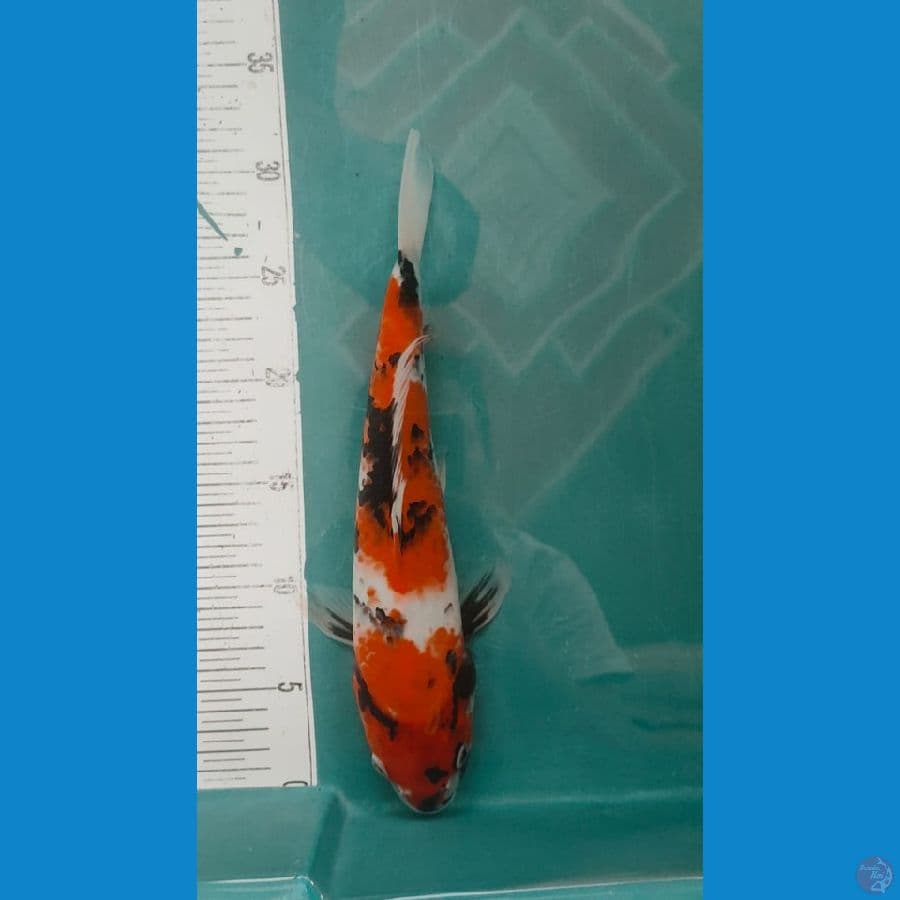 showa 32cm