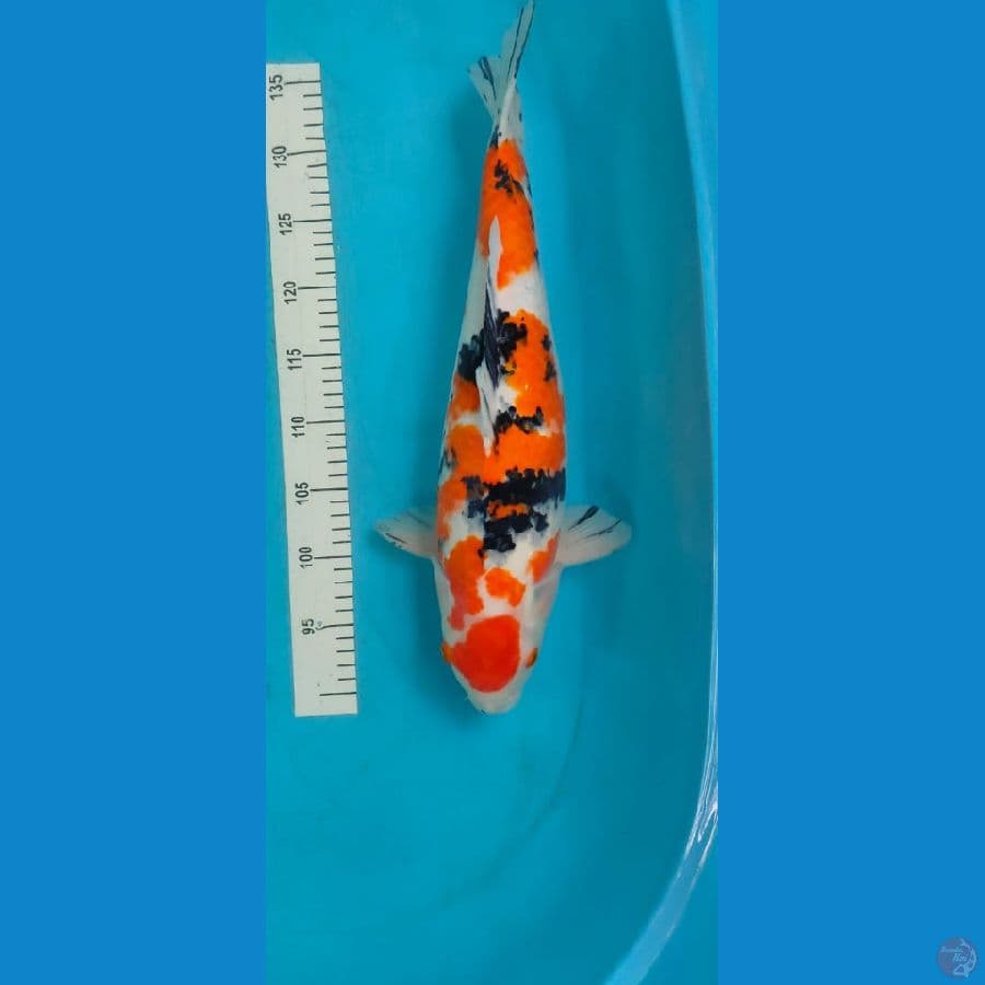 jumbo sanke 47 cm female