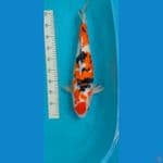 jumbo sanke 47 cm female 