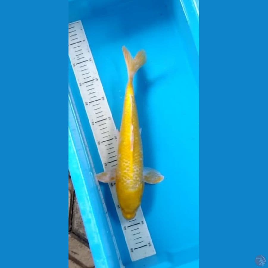Yamabuki Ogon 40cm (F)
