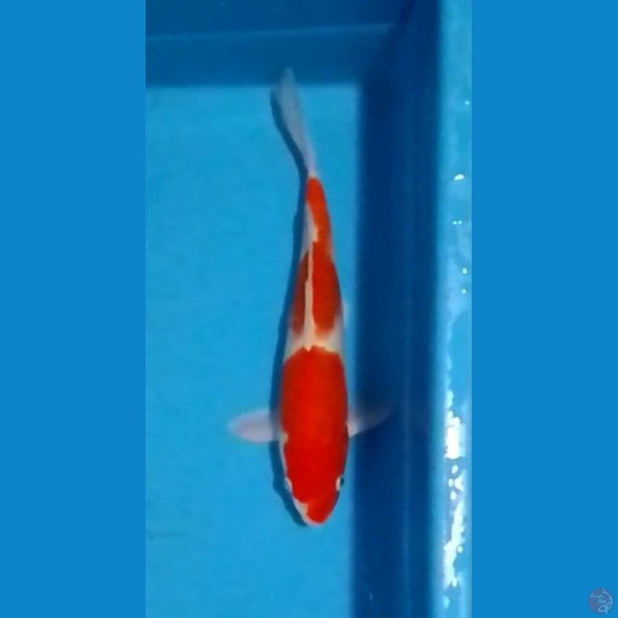 Nidan Kohaku Original 31cm (F)