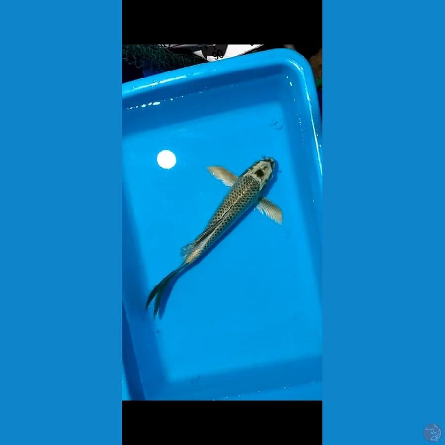 kumpay mukasi 25 cm
