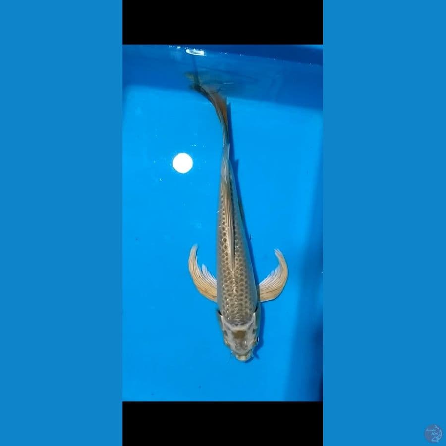 kumpay mukasi 29 cm
