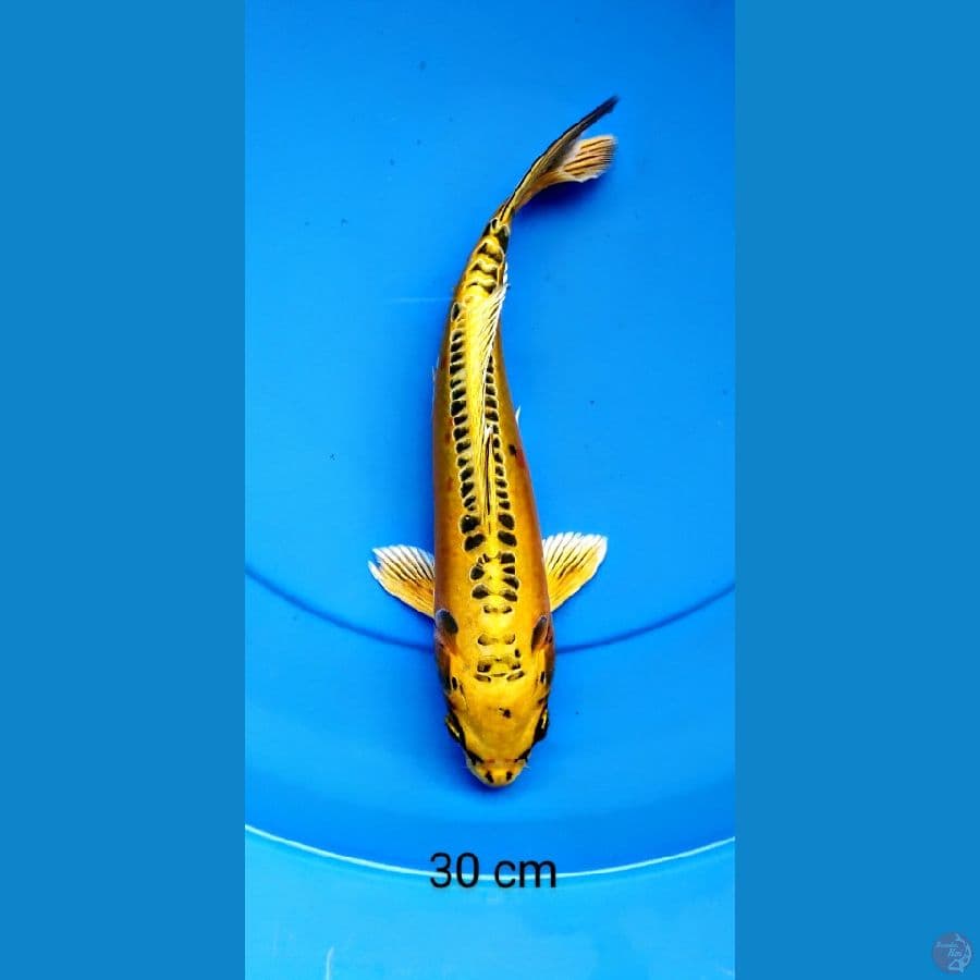 mizuo 30cm