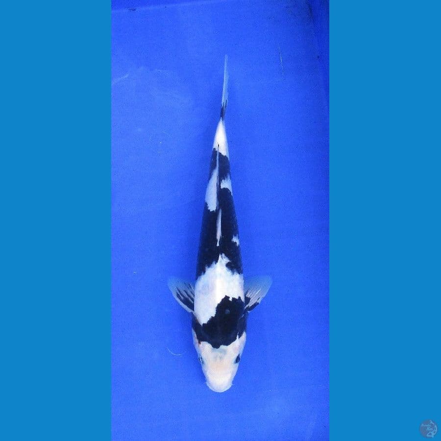 shiro ±35cm hq