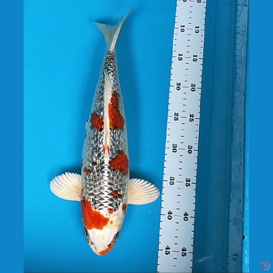 kujaku ginrin super red 37cm male