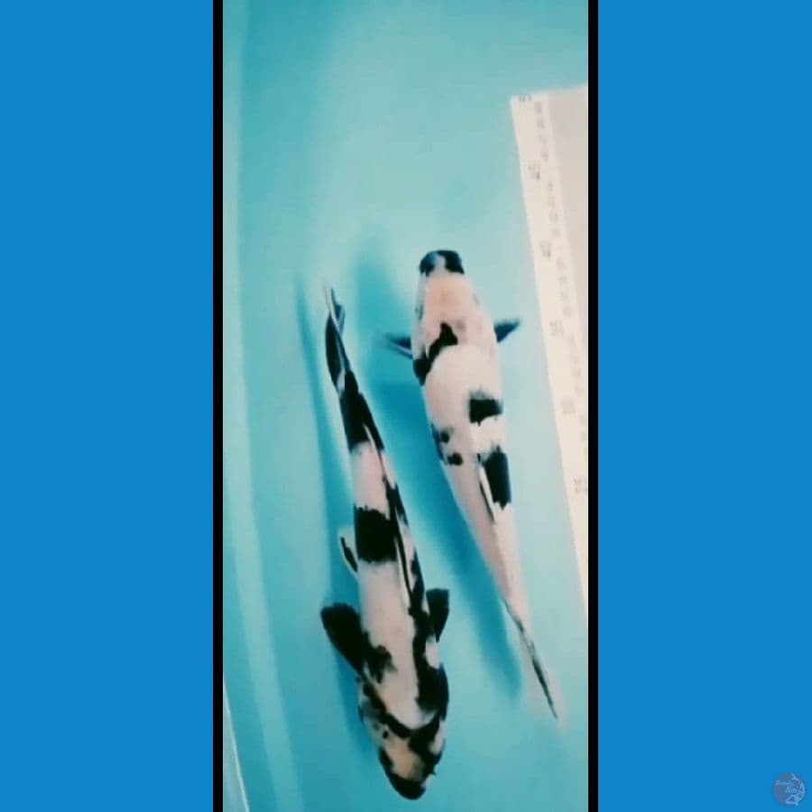 mix 2 ekor siro 28cm