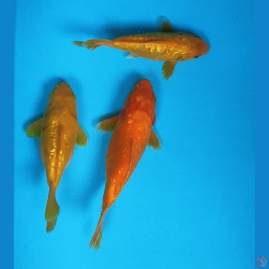paket tamasaba 16,17,19cm