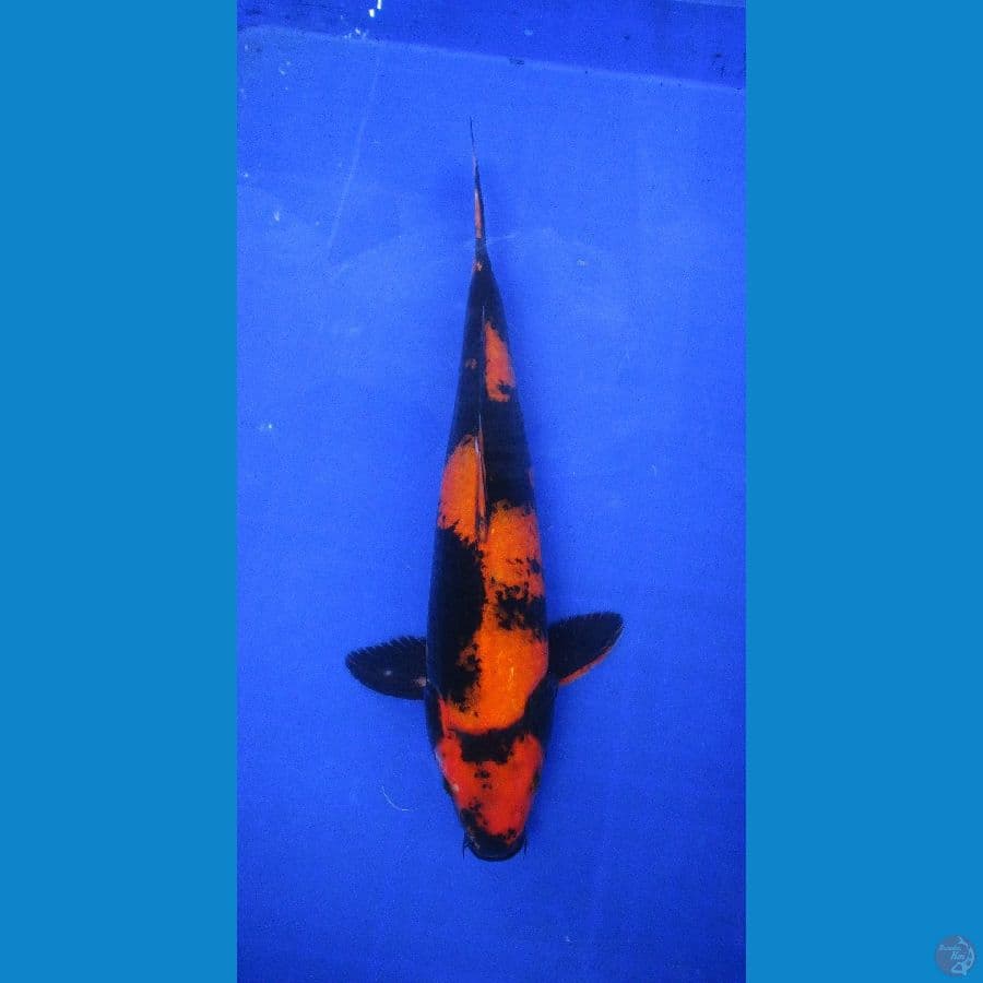 hi utsuri ±35cm