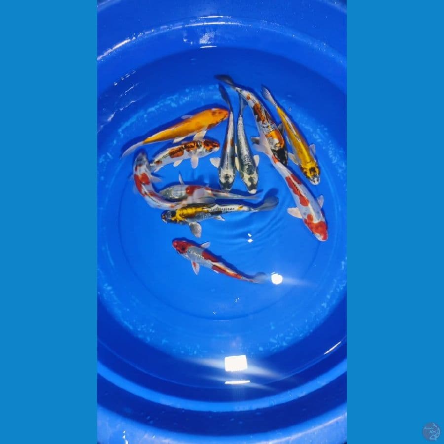 paket Kikokuryu 11ekor