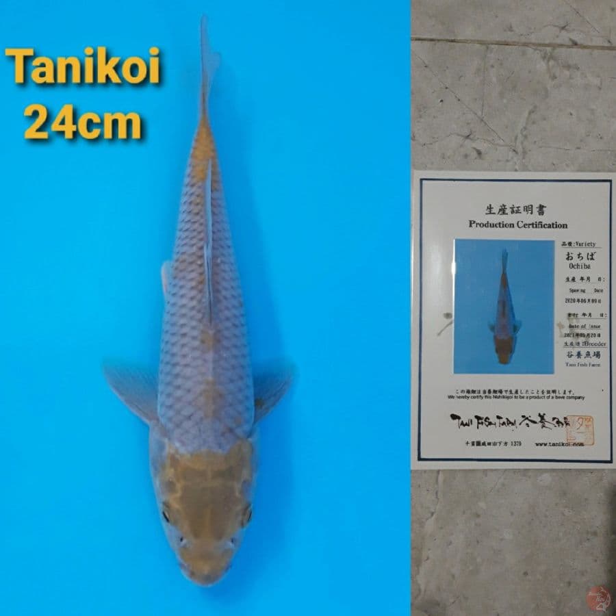 TANI KOI OCHIBA 24CM