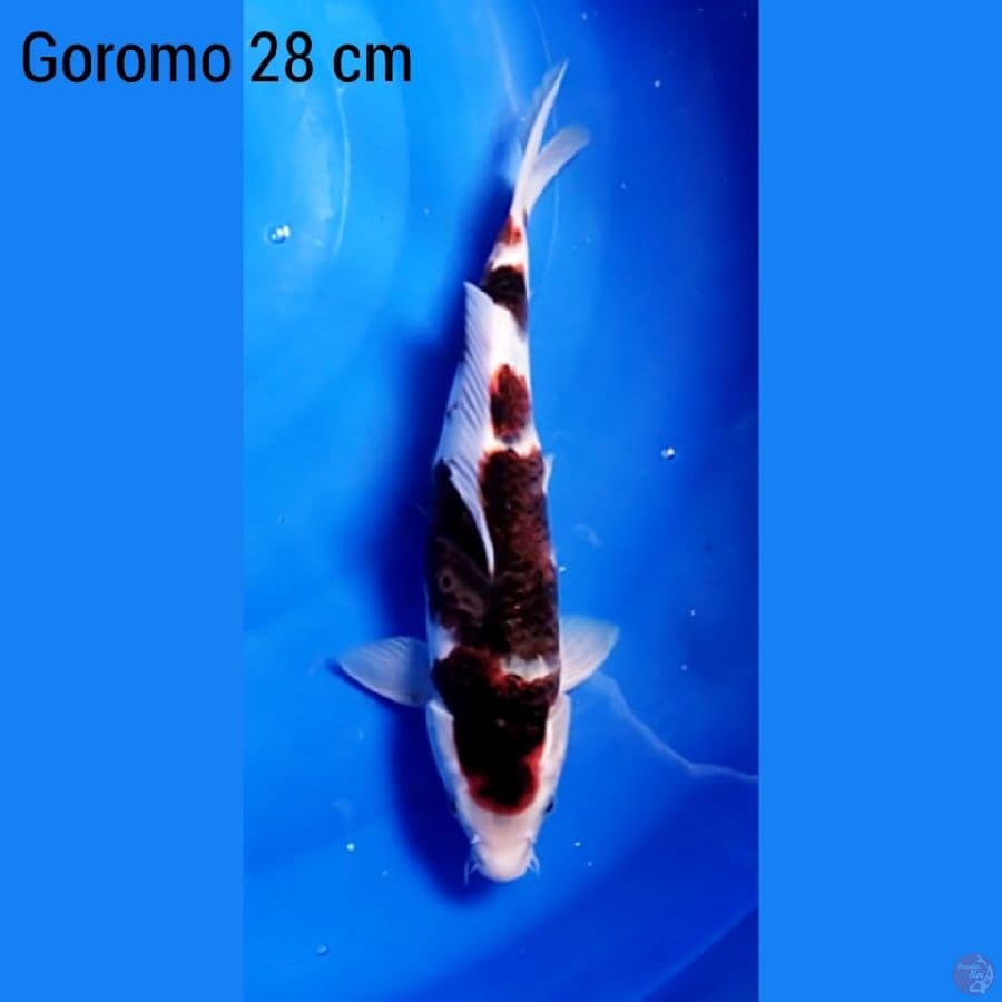 Goromo 28 cm 