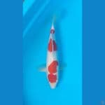 original kohaku superskin
