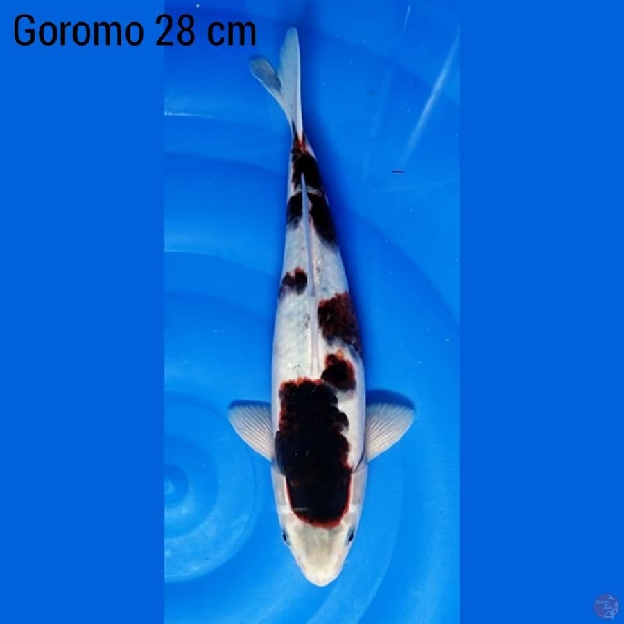 Goromo 28 cm 