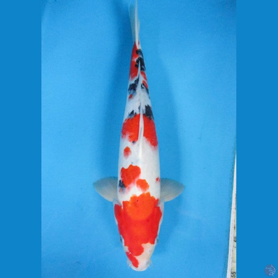 Sanke 42cm
