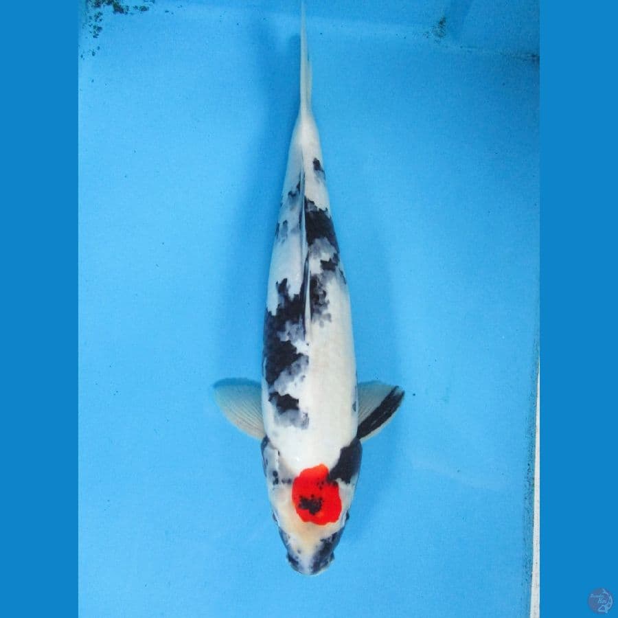 Tanco Showa 37cm