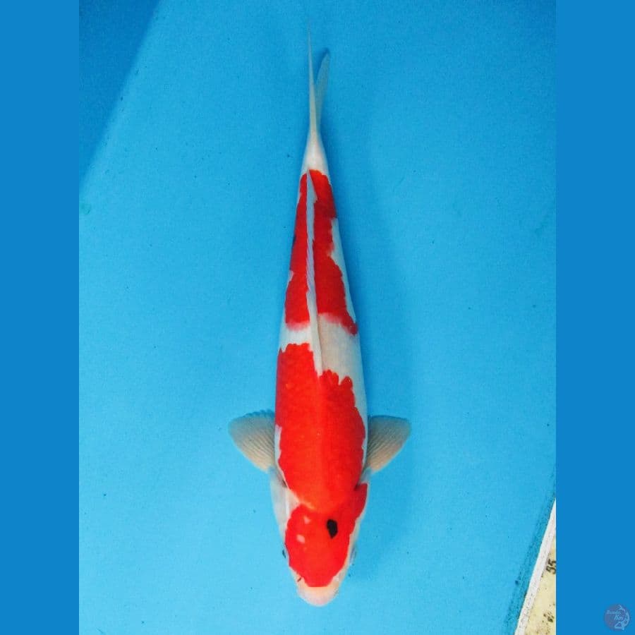 Sanke 35cm