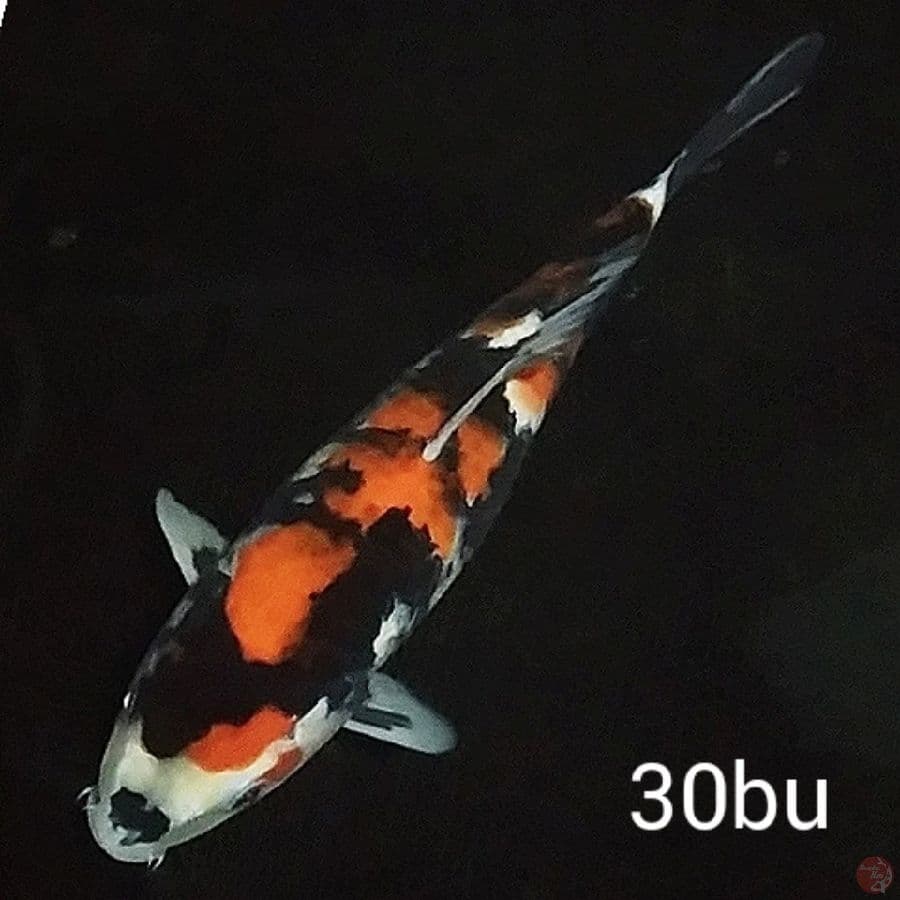 SQ Showa sansoku