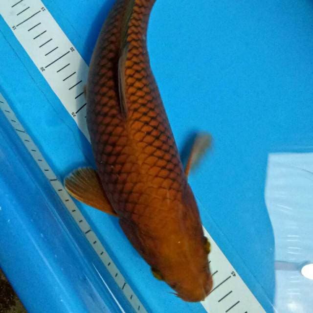Widodo_Manchunian ( special Tembaga ) 40 cm