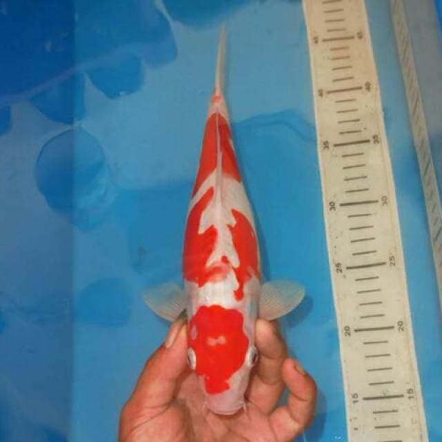 ABSTRAK KOHAKU