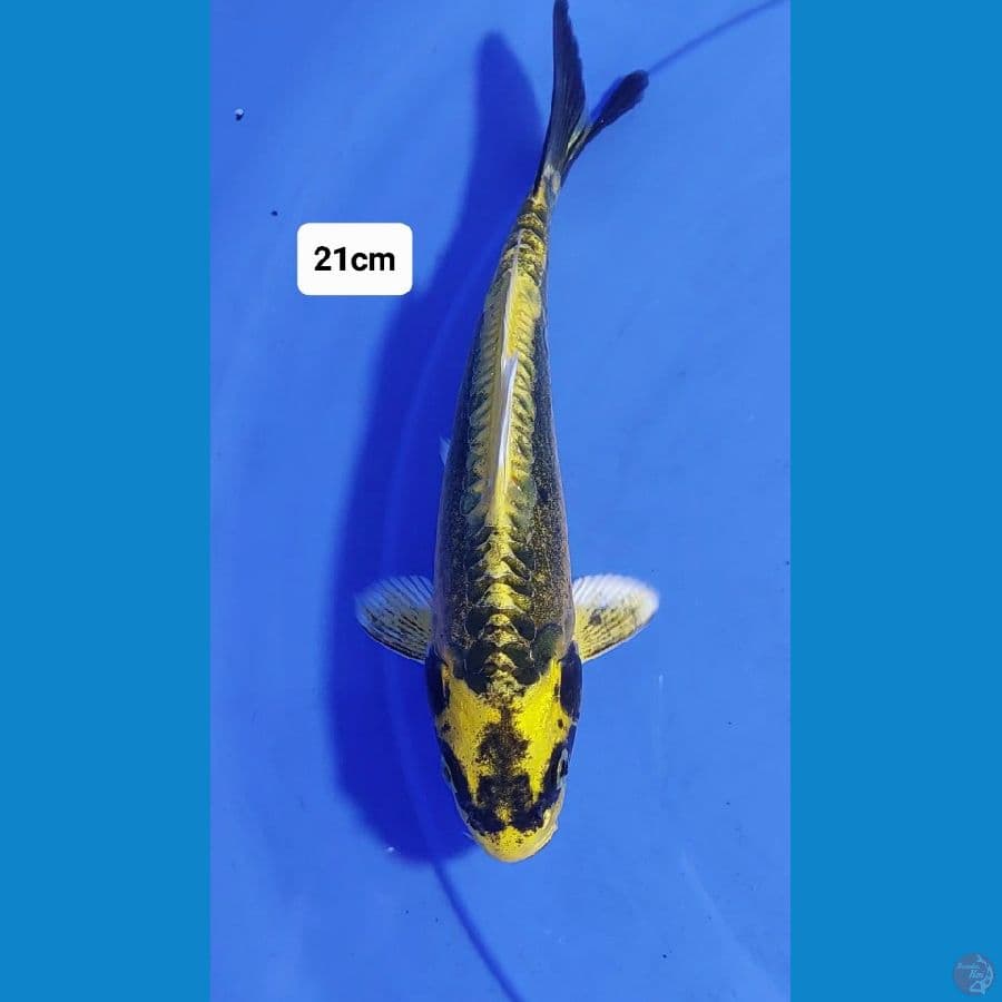 Kabuto 21cm