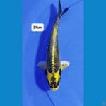 Kabuto 21cm