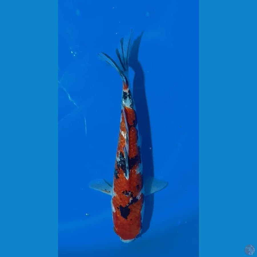SANKE 25CM