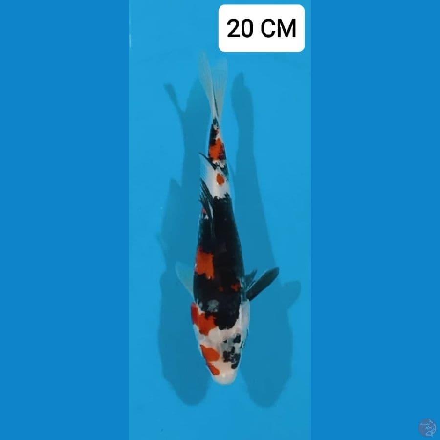 Showa 20CM