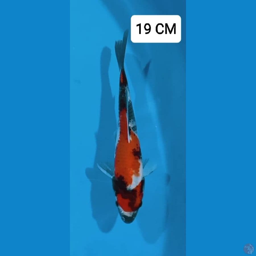 Showa 19CM