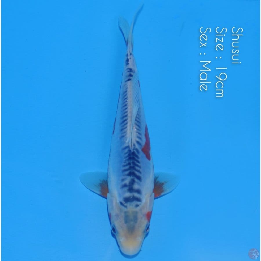 Shusui 19cm ready Show,.