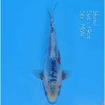 Shusui 19cm ready Show,.