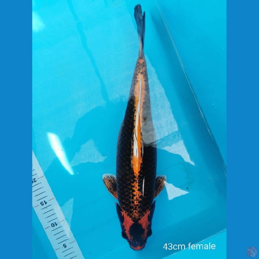 Kabuto 43 cm 