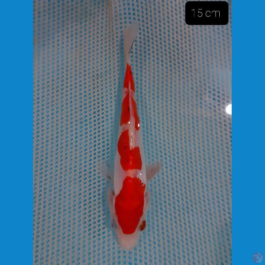 Kohaku 15 cm