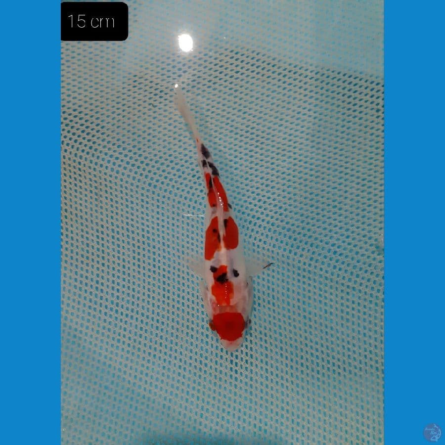 Maruten sanke 15 cm