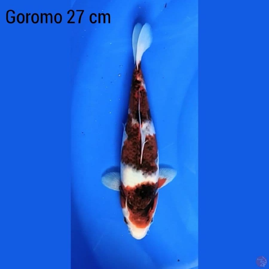 Goromo 27 cm