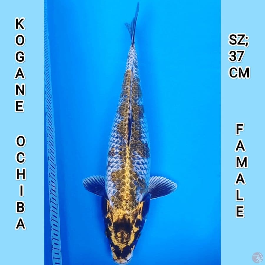 OCHIBA KOGANE 37CM