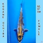 OCHIBA KOGANE 37CM