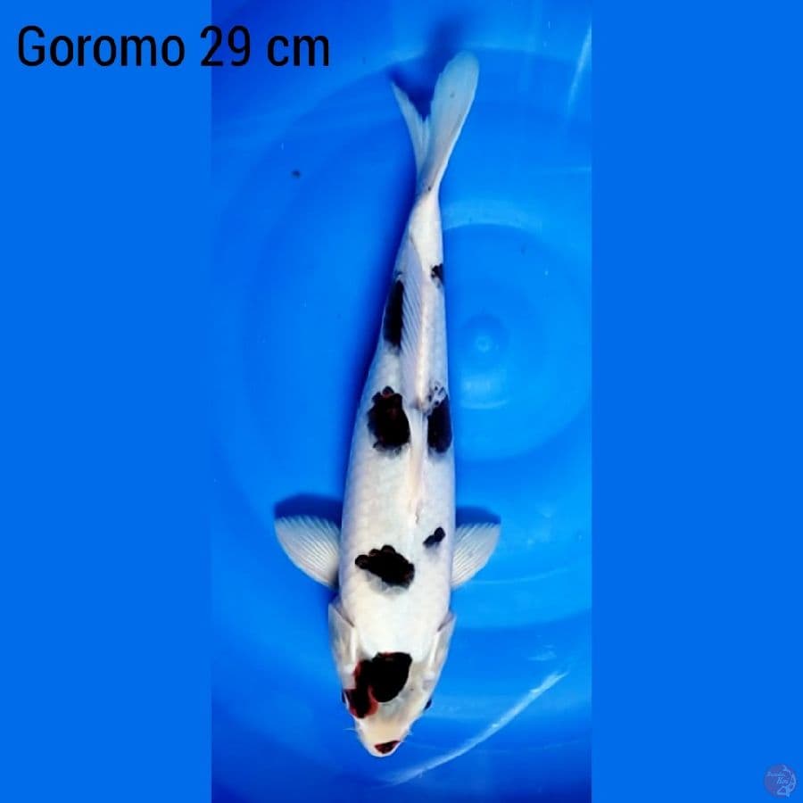 Goromo 29 cm