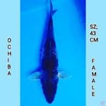 OCHIBA 43CM