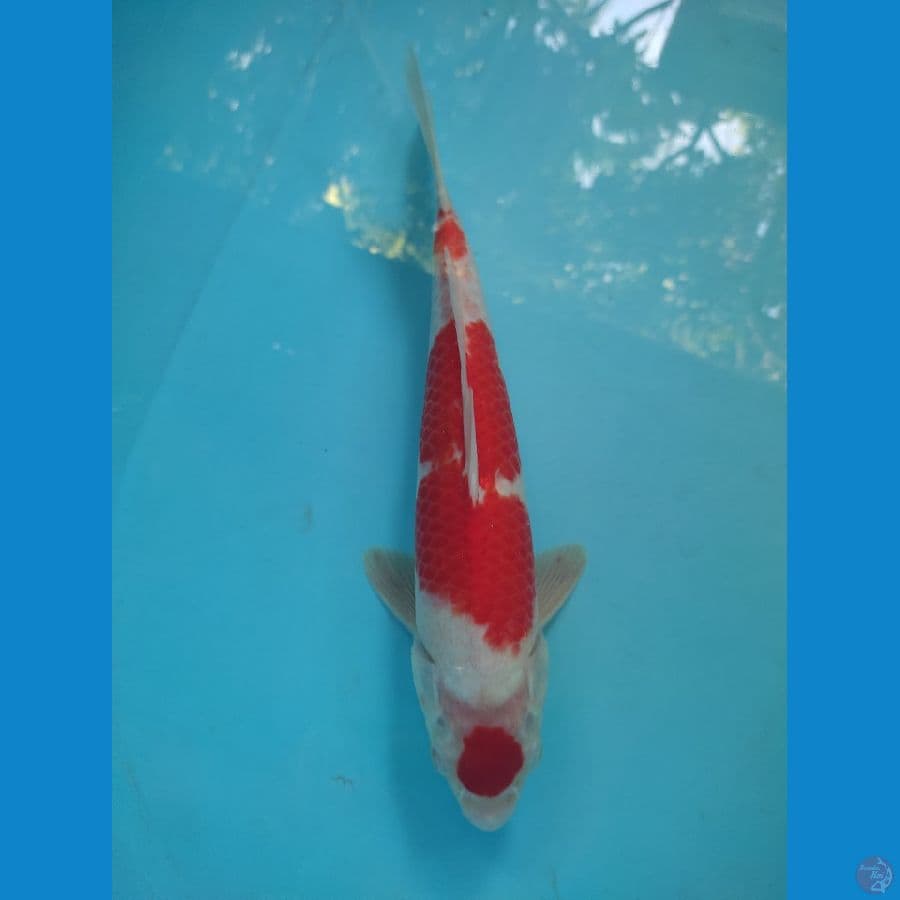 32 cm male kohaku