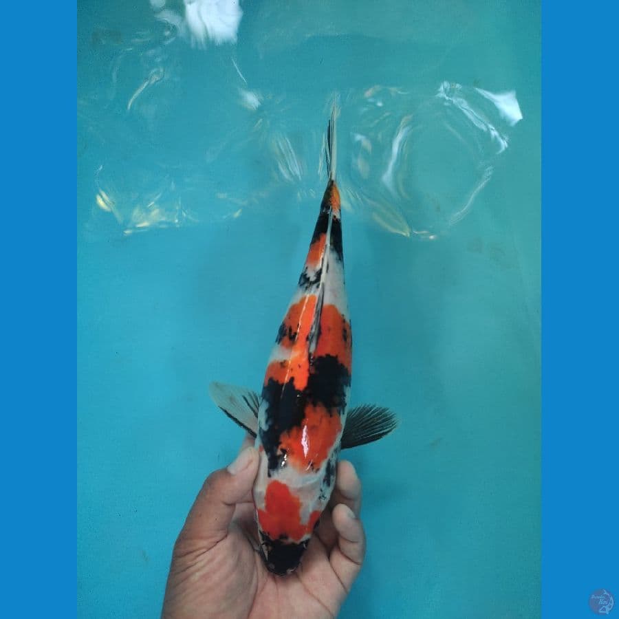 showa 35 cm 