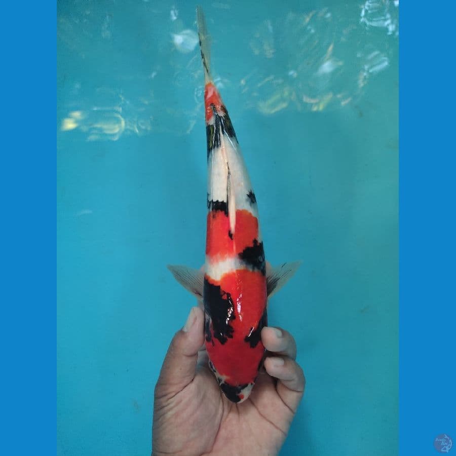 showa 34cm tathegoi
