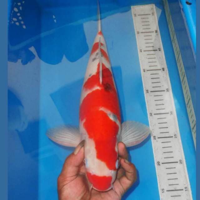 KUCIBENI SANKE TERPEDO