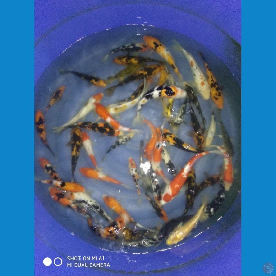 50 ekor Mix 20-30cm