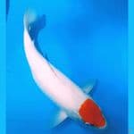 TC KOHAKU ORI