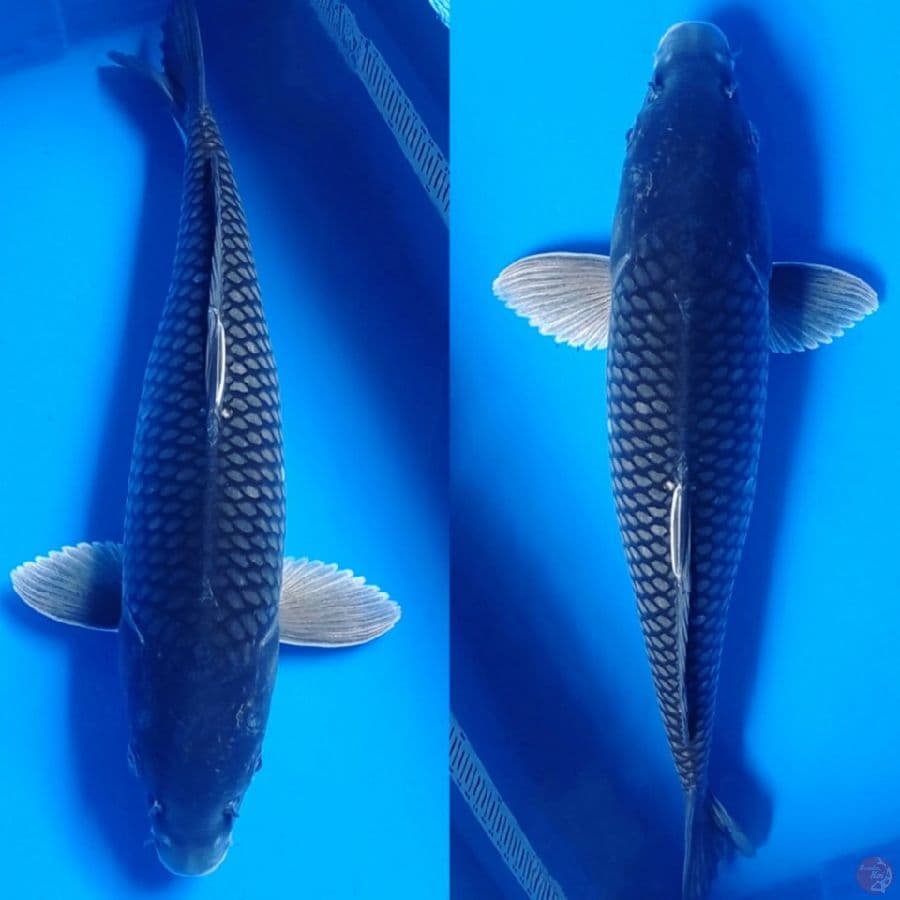 Soragoi jumbo FM51cm
