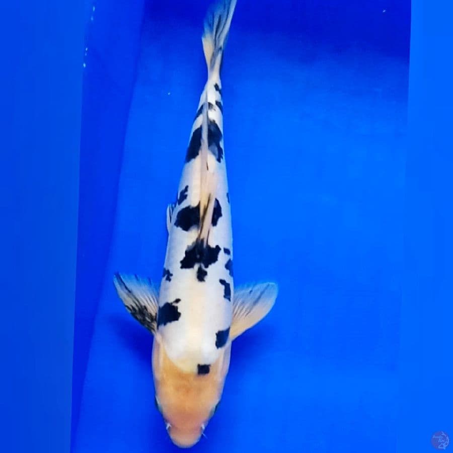 Bekko 28cm male