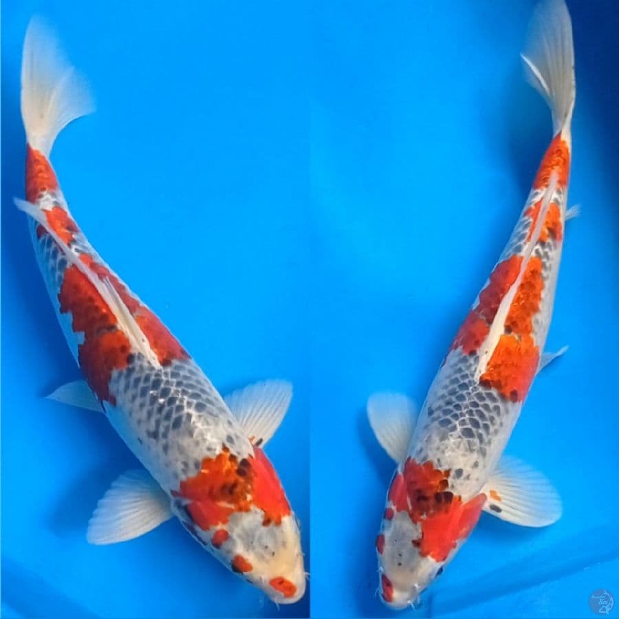 Goshiki FM40cm
