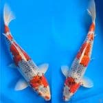Goshiki FM40cm